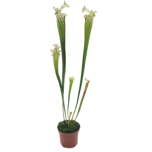 Sarracenia leucophylla &