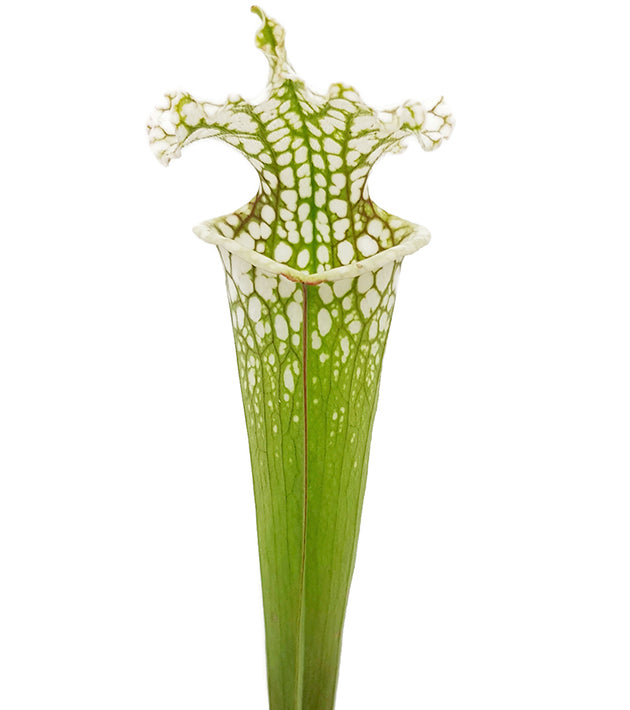 Sarracenia leucophylla &