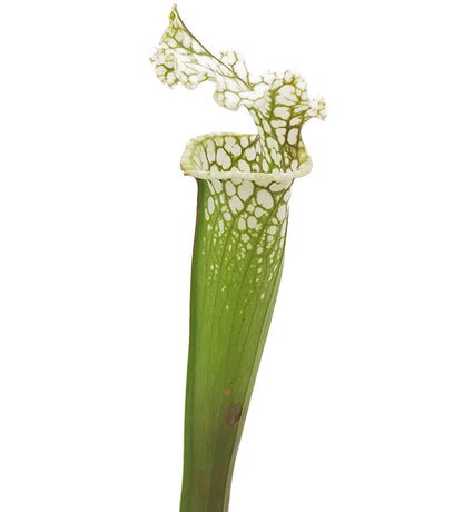 Sarracenia leucophylla &