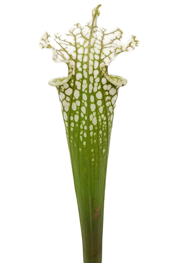 Sarracenia leucophylla &