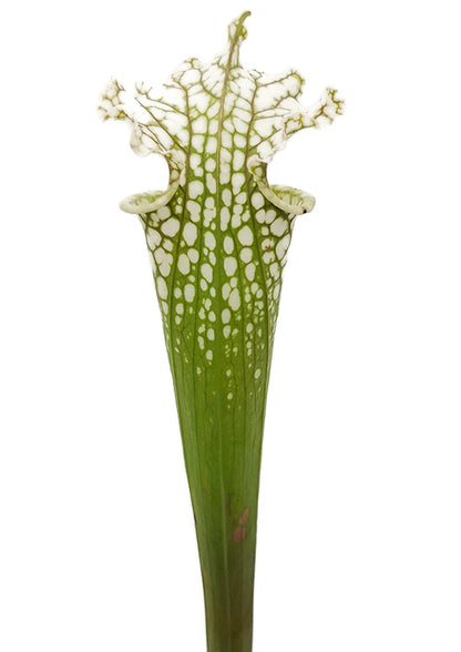 Sarracenia leucophylla &