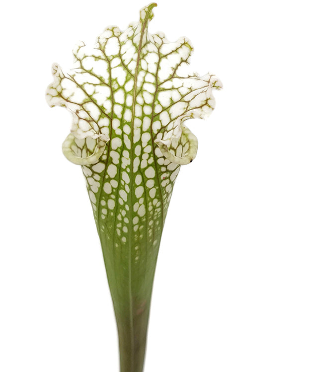 Sarracenia leucophylla &