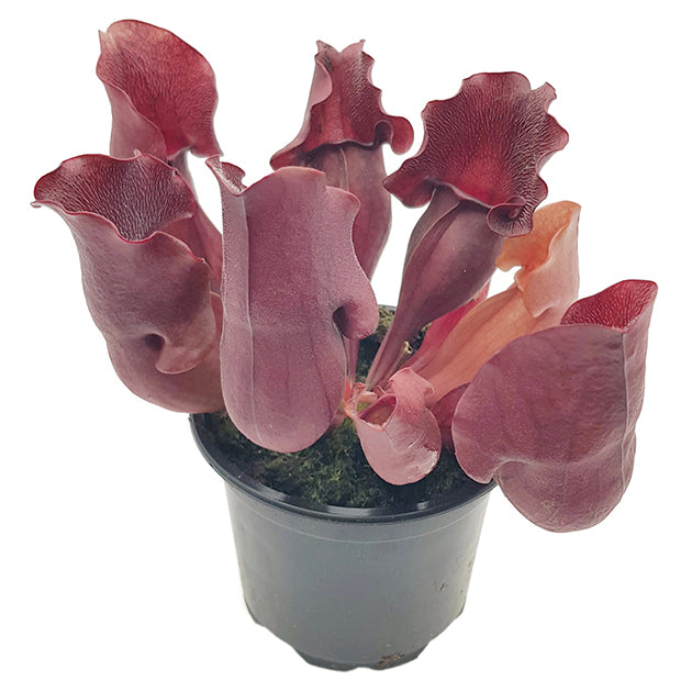 Sarracenia purpurea &quot;Snack Attack&quot; - seedgrown 3er Set