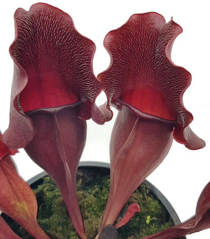 Sarracenia purpurea &quot;Snack Attack&quot; - seedgrown 3er Set