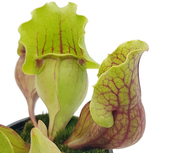 Sarracenia purpurea &quot;Snack Attack&quot; - seedgrown 3er Set