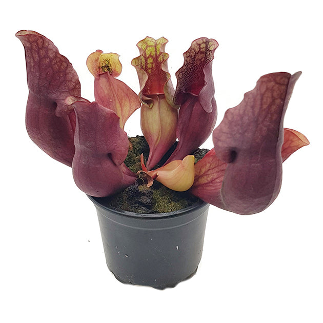 Sarracenia purpurea &quot;Snack Attack&quot; - seedgrown 3er Set