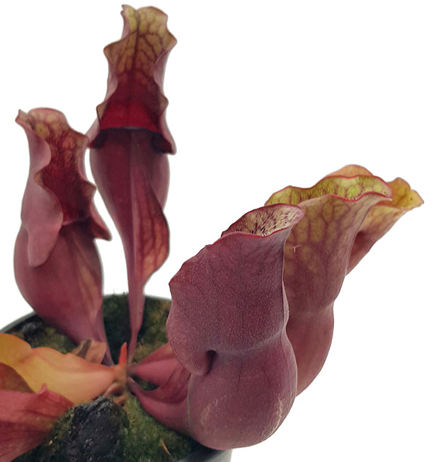 Sarracenia purpurea &quot;Snack Attack&quot; - seedgrown 3er Set