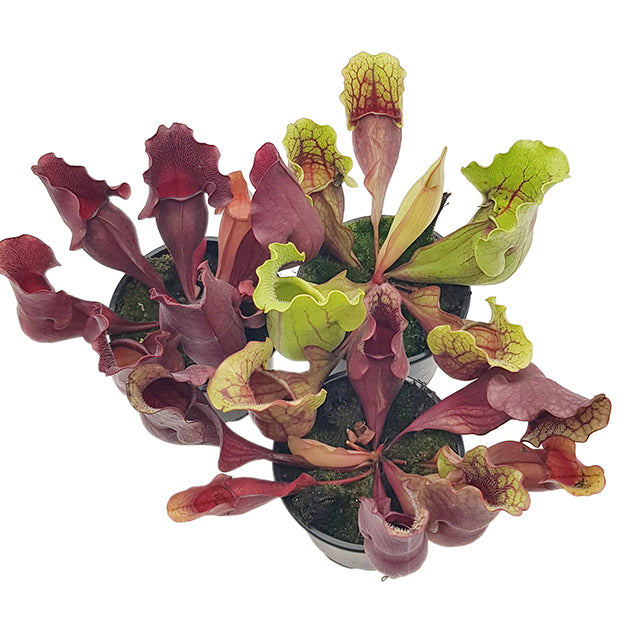 Sarracenia purpurea &quot;Snack Attack&quot; - seedgrown 3er Set