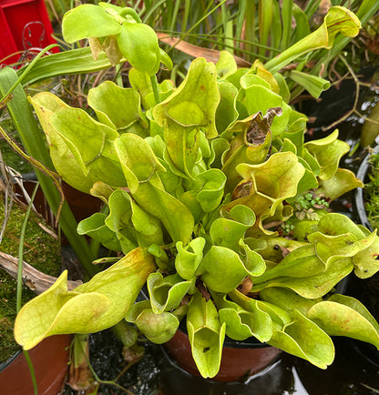 Sarracenia purpurea ssp. venosa - AF - XL Showpiece