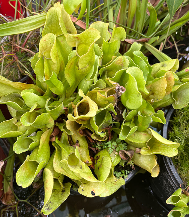 Sarracenia purpurea ssp. venosa - AF - XL Showpiece