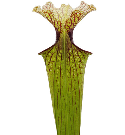 Sarracenia x Moorei &quot;Joanna&quot;