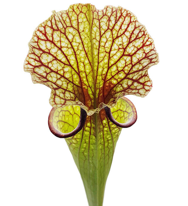 Sarracenia x Moorei &quot;Joanna&quot;