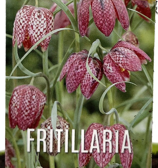 Fritillaria meleagris - Schachbrettblume