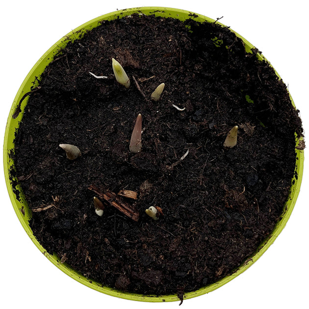 Fritillaria meleagris - Schachbrettblume