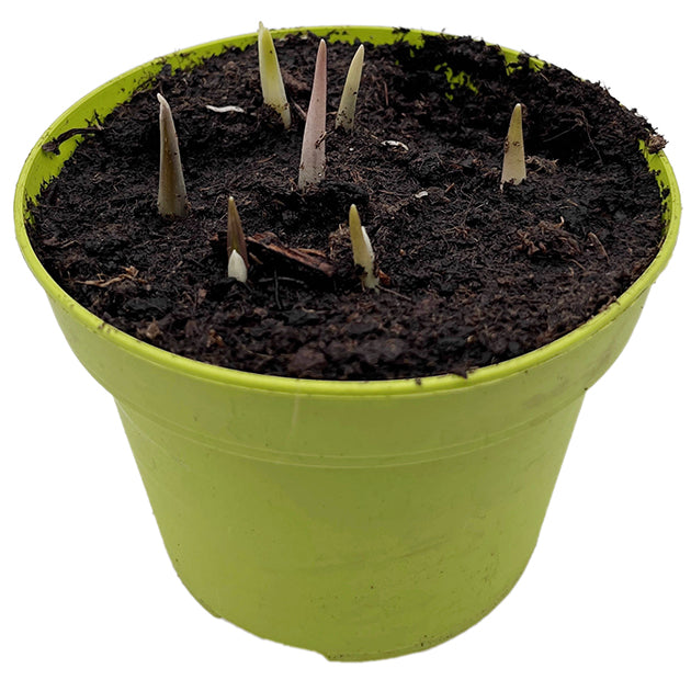 Fritillaria meleagris - Schachbrettblume