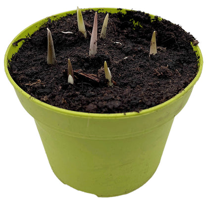 Fritillaria meleagris - Schachbrettblume