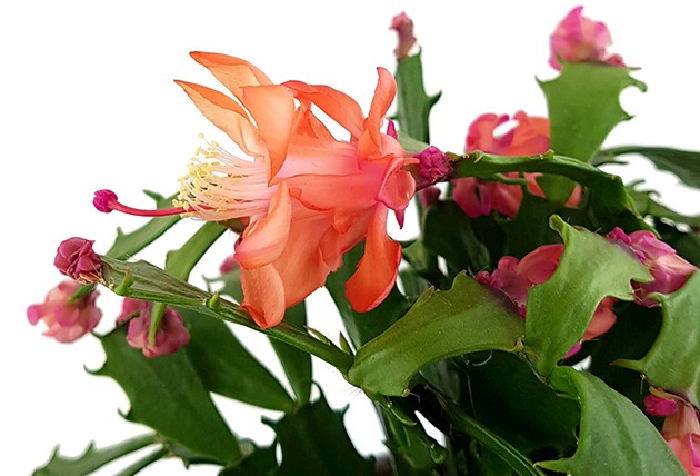 Schlumbergera Hybride "wild" - Weihnachtskaktus orange Blüte