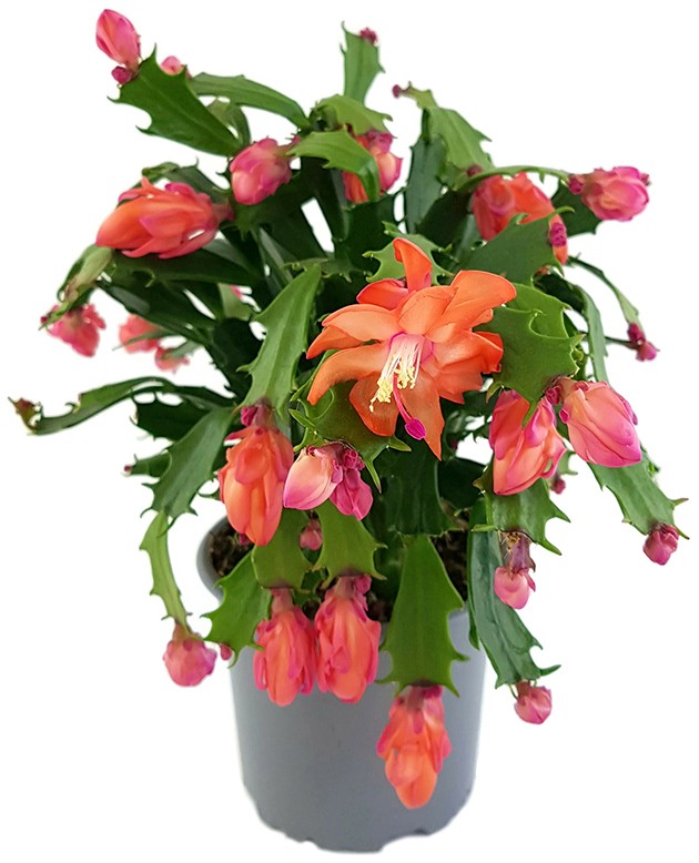 Schlumbergera Hybride "wild" - Weihnachtskaktus orange Blüte