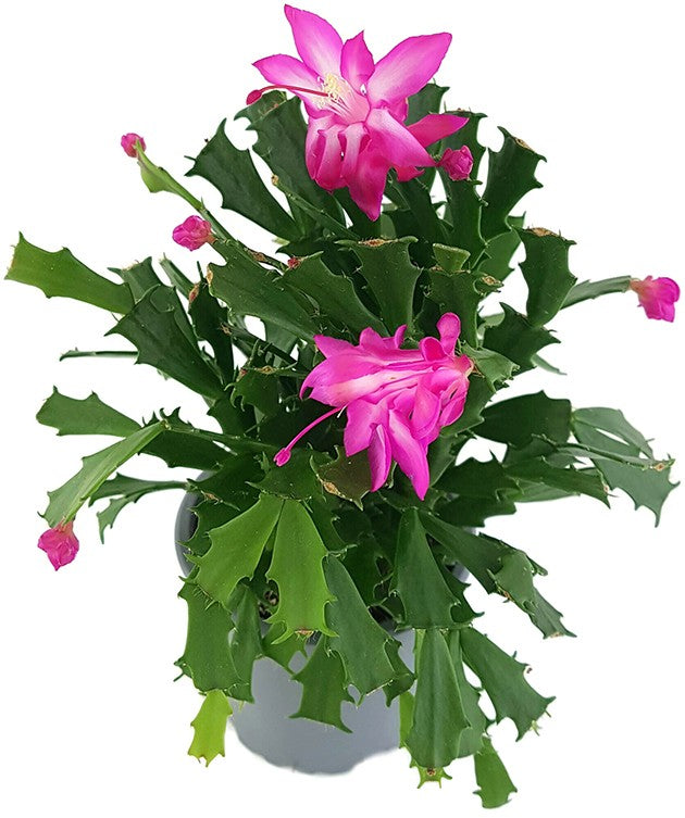 Schlumbergera Hybride "wild" - Weihnachtskaktus pinker Blüte