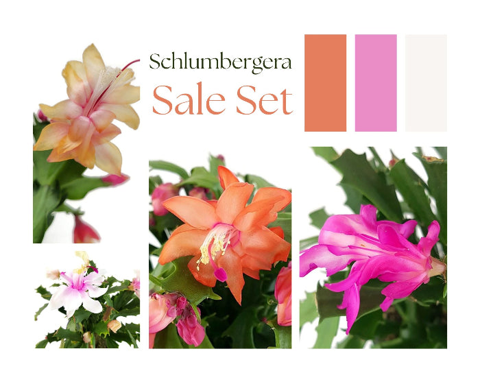 Schlumbergera SALE - 3 Pflanzen ohne Blüten