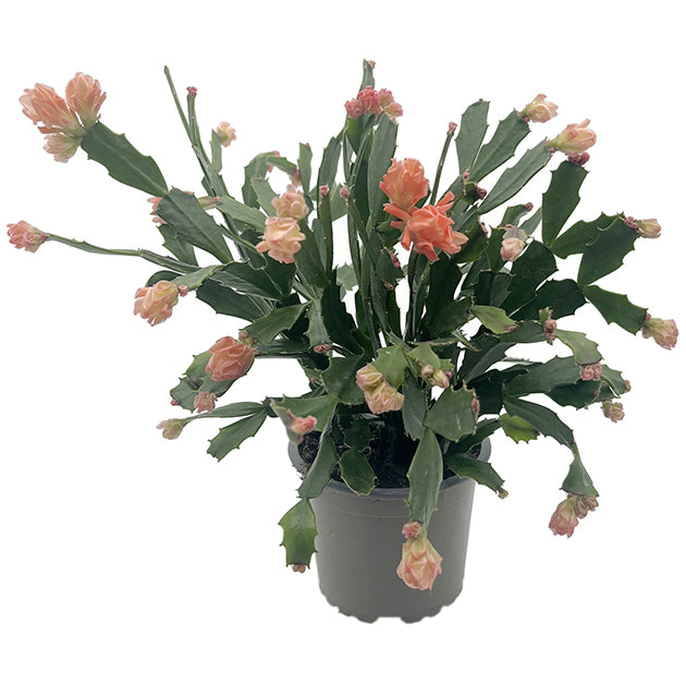 Schlumbergera Hybride &quot;wild&quot; - Weihnachtskaktus APRICOT Blüte