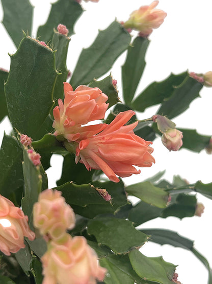 Schlumbergera Hybride &quot;wild&quot; - Weihnachtskaktus APRICOT Blüte