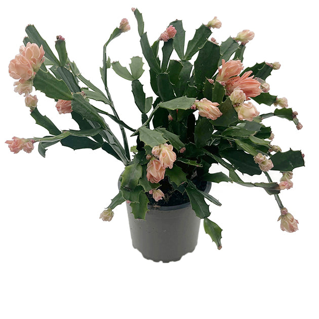 Schlumbergera Hybride &quot;wild&quot; - Weihnachtskaktus APRICOT Blüte