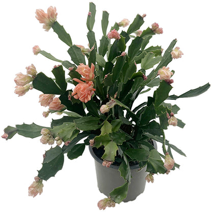 Schlumbergera Hybride &quot;wild&quot; - Weihnachtskaktus APRICOT Blüte