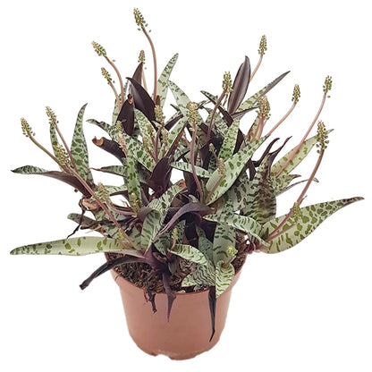 Ledebouria socialis &