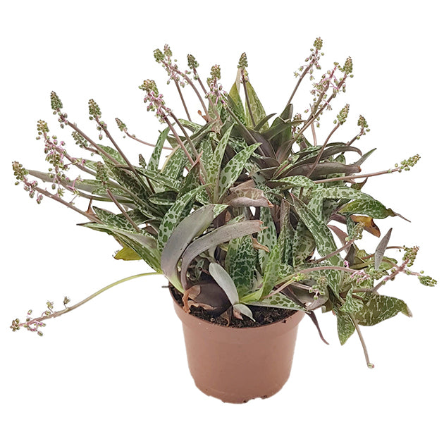 Ledebouria socialis &