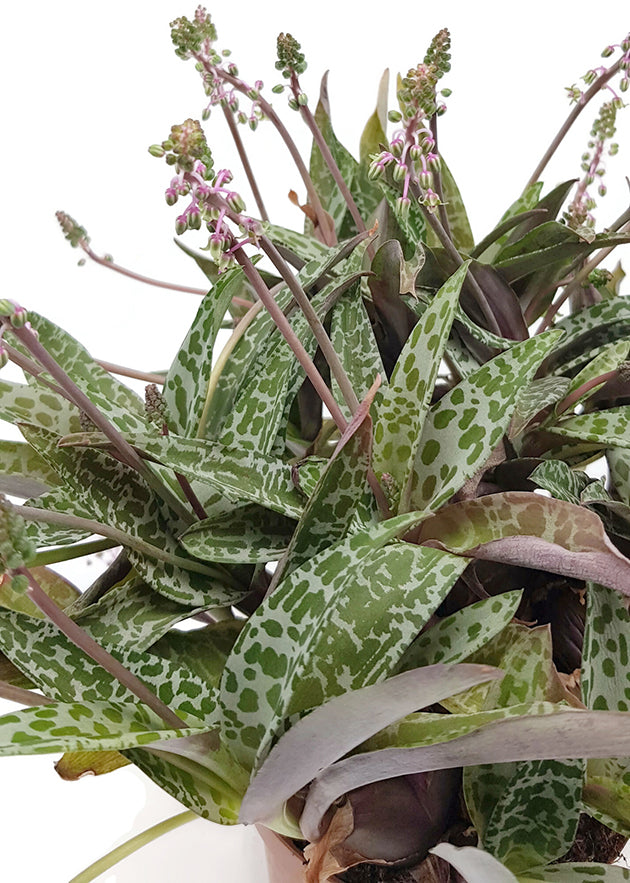 Ledebouria socialis &