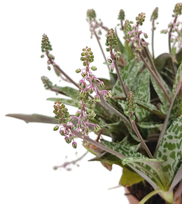 Ledebouria socialis &