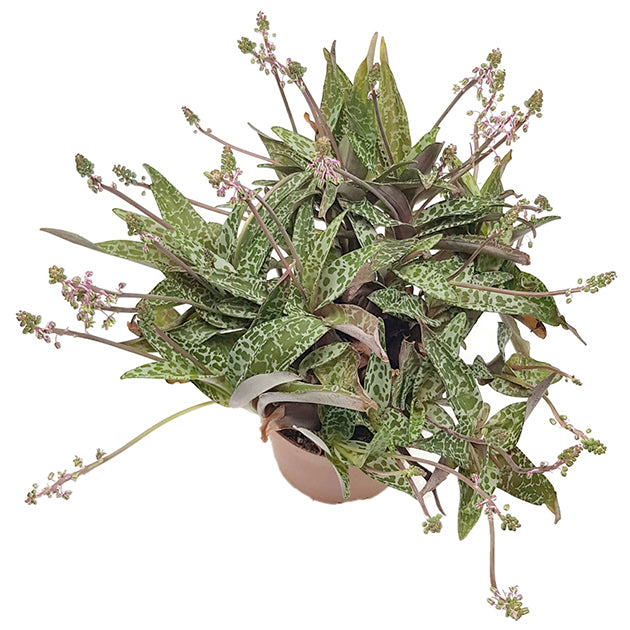 Ledebouria socialis &