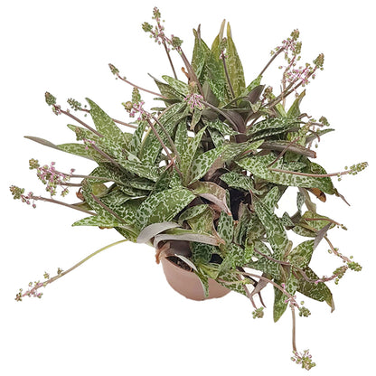 Ledebouria socialis &