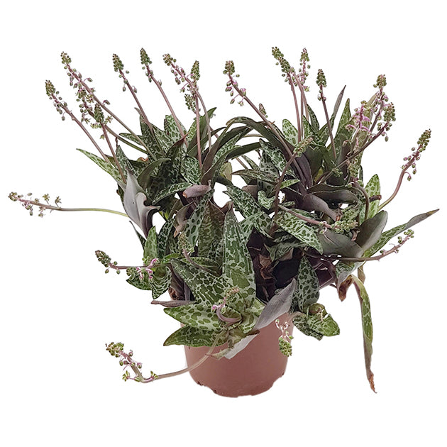 Ledebouria socialis &