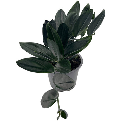 Scindapsus treubii &
