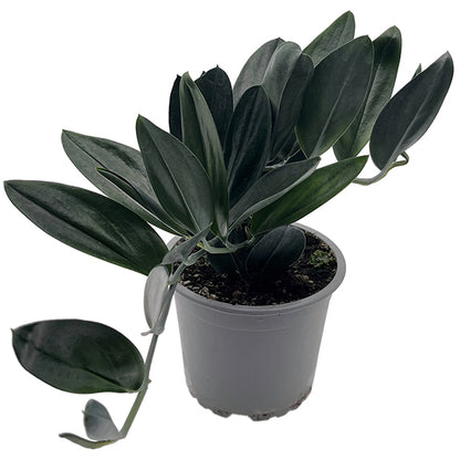Scindapsus treubii &
