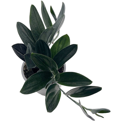 Scindapsus treubii &