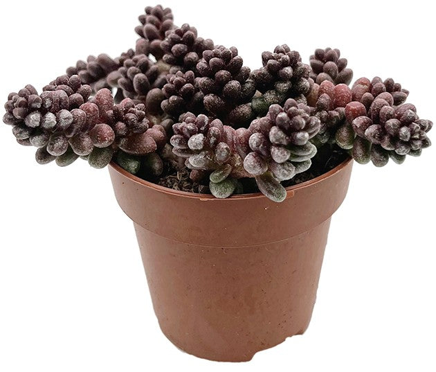 Sedum furfuraceum - Bonsai Sukkulente