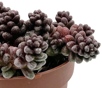 Sedum furfuraceum - Bonsai Sukkulente