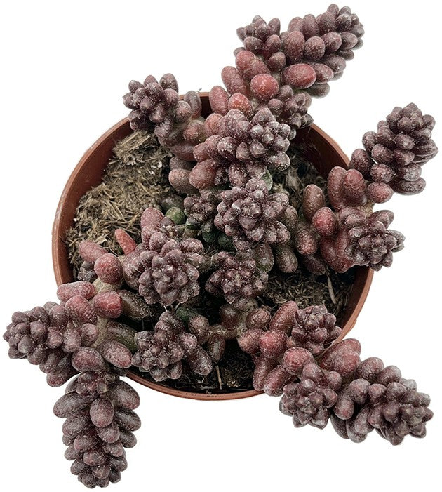 Sedum furfuraceum - Bonsai Sukkulente