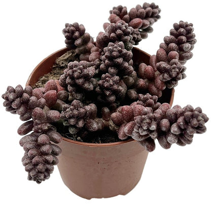 Sedum furfuraceum - Bonsai Sukkulente