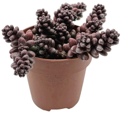 Sedum furfuraceum - Bonsai Sukkulente