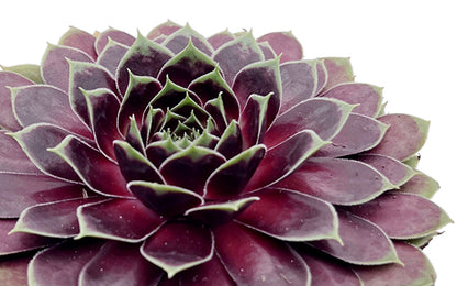Sempervivum &quot;La vie en Rose&quot; - roter Hauswurz