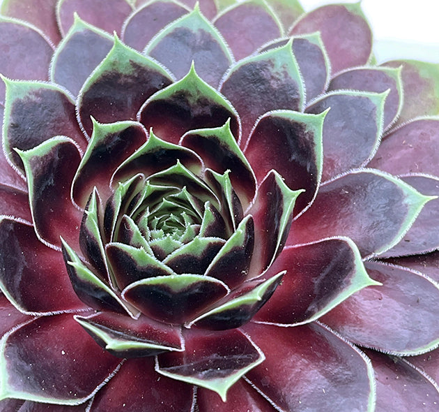 Sempervivum &quot;La vie en Rose&quot; - roter Hauswurz