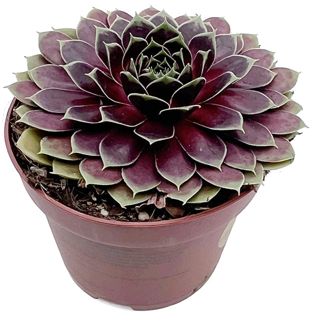 Sempervivum &quot;La vie en Rose&quot; - roter Hauswurz