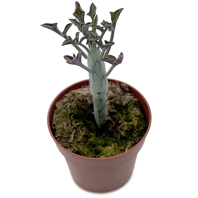 Senecio articulatus - außergewöhnliche Sukkulente