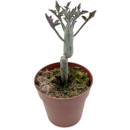 Senecio articulatus - außergewöhnliche Sukkulente
