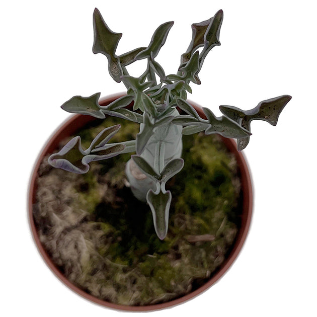 Senecio articulatus - außergewöhnliche Sukkulente