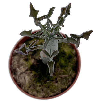 Senecio articulatus - außergewöhnliche Sukkulente